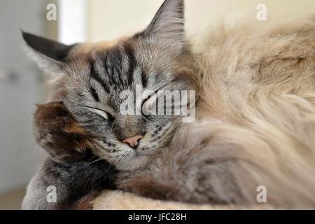 Sleeping Ragdoll seal tabby point Lynx. Foto Stock