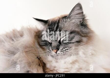 Sleeping Ragdoll seal tabby point Lynx. Foto Stock