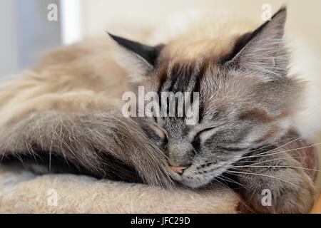 Sleeping Ragdoll seal tabby point Lynx. Foto Stock