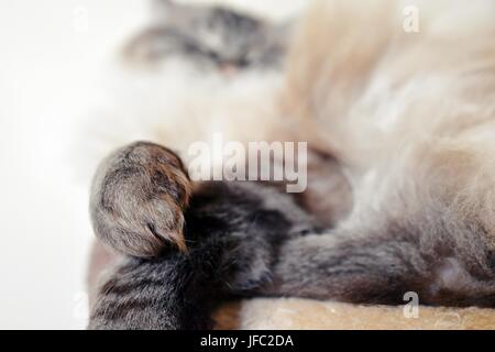 Sleeping Ragdoll seal tabby point Lynx. Foto Stock