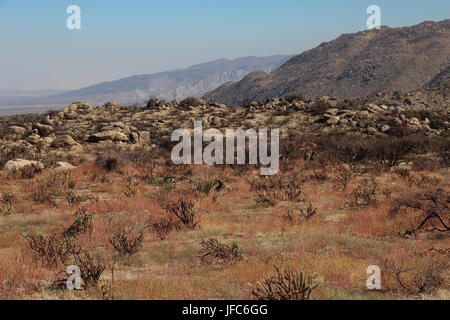 Culp Valley in tarda primavera il deserto Anza-Borrego parco dello Stato della California, quando l'erba si accende in rosso e le montagne blu, guardando come un acquerello. Foto Stock