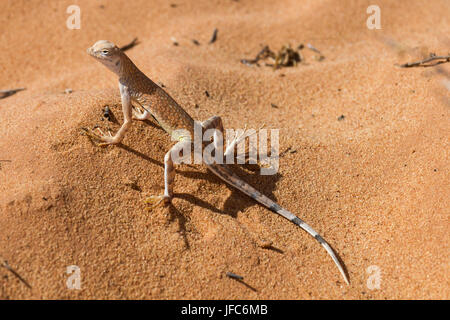 Grande Bacino Whiptail 6 Foto Stock