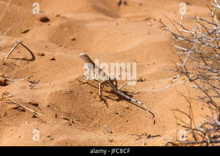 Grande Bacino Whiptail Foto Stock