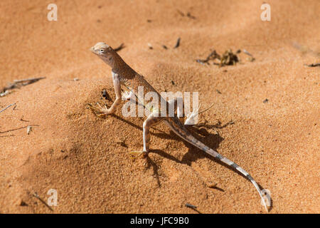 Grande Bacino Whiptail 3 Foto Stock