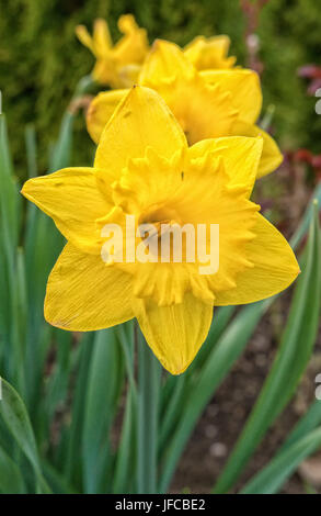 Blooming daffodil con lo sfondo sfocato Foto Stock