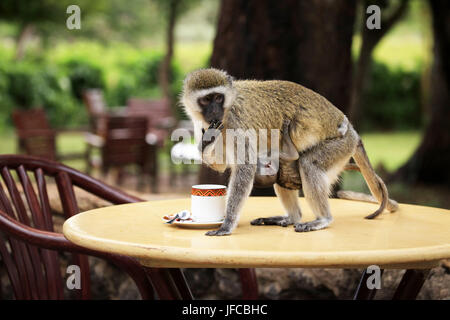 Monkey con un bimbo a bere da una tazza Foto Stock