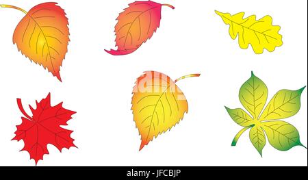 Set di foglie di autunno da alberi. Illustrazione Vettoriale