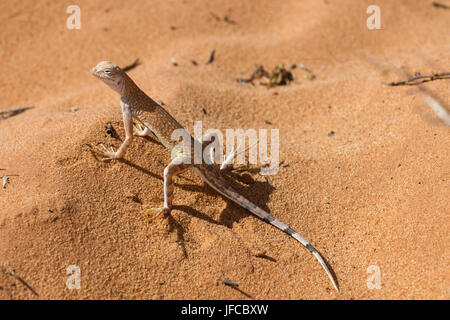 Grande Bacino Whiptail 5 Foto Stock