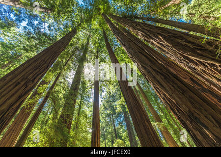 Giant redwoods nel Muir Woods National Monument vicino a San Francisco, California, Stati Uniti d'America Foto Stock