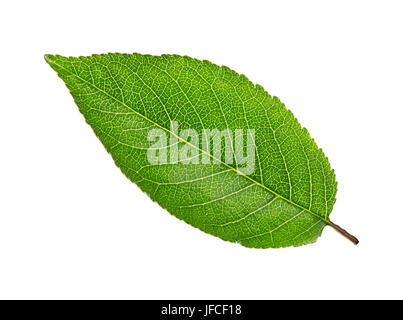 Cherry Tree leaf isolato su uno sfondo bianco Foto Stock