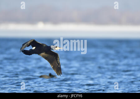 Maschio di cormorano phalacrocorax carbo sinensis Foto Stock