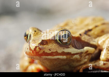 Ritratto di wild Rana temporaria europei comuni rana marrone Foto Stock