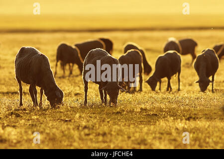 Allevamento di ovini in sunrise luce arancione, immagine presa vicino al podere all'alba Foto Stock