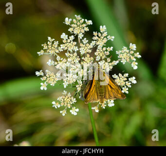 Butterfly, piccola skipper, Foto Stock