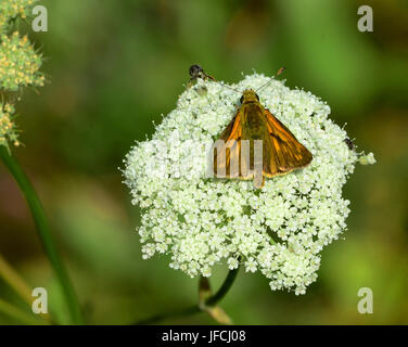 Butterfly, piccola skipper, Foto Stock