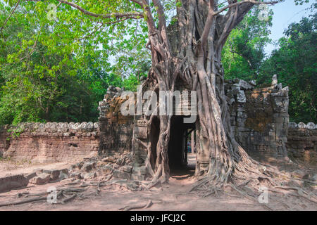 Albero tropicale su Ta Som Foto Stock