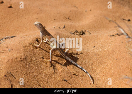 Grande Bacino Whiptail 4 Foto Stock