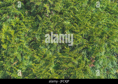 Sfondo di rami di una conifera. Rametto di verde, di abete o di legno di pino lo sfondo con un sacco di dettagli. Sfondo perfetto per la natura, l'inverno. Foto Stock