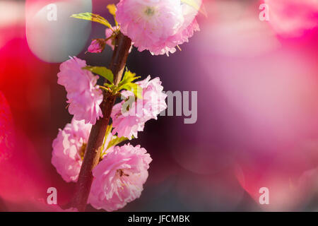 Albero di mandorla Foto Stock