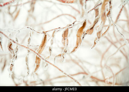 Il ramo willow tree nella neve Foto Stock