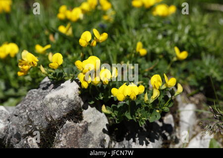 Alpine Trifoglio del piede dell'Uccello Foto Stock