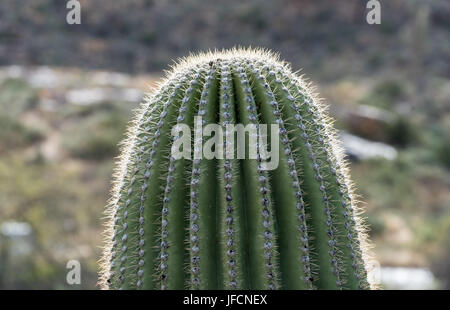 In prossimità del bordo superiore del cactus Saguaro Foto Stock