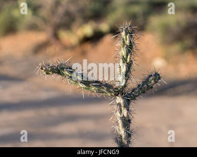 Tre bracci in stretta fino a Cholla cactus Foto Stock
