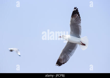 Gli uccelli migratori, seagull in Samut Prakan, Thailandia Foto Stock