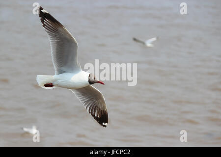 Gli uccelli migratori, seagull in Samut Prakan, Thailandia Foto Stock