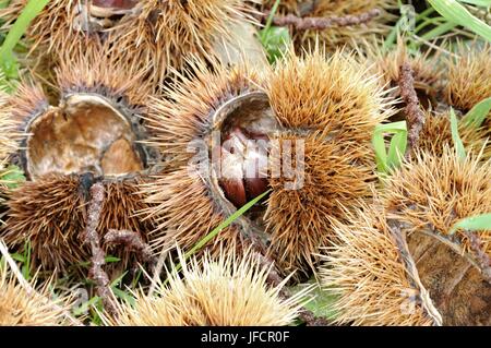 Le castagne giacente a terra Foto Stock