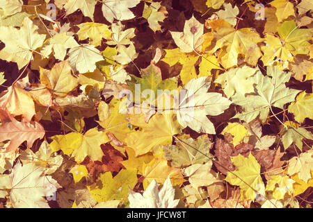 Giallo autunno foglie di acero giacente sull'acqua Foto Stock