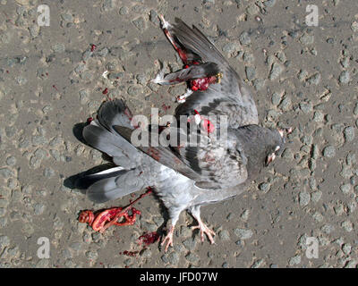 Piccione morto bird roadkill putride carcassa putrescente becco artigli gambe Foto Stock