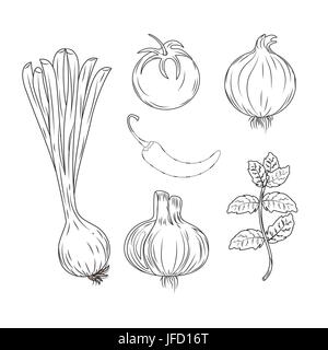Impostare le erbe aromatiche e le spezie vegetali e alimentari d'organo Illustrazione Vettoriale