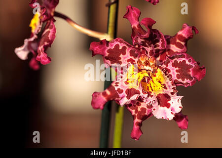 Rosa macchiato Cattleya orchid flower morph Foto Stock
