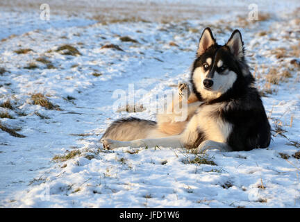 Husky giacente nella neve, cercando nella fotocamera Foto Stock