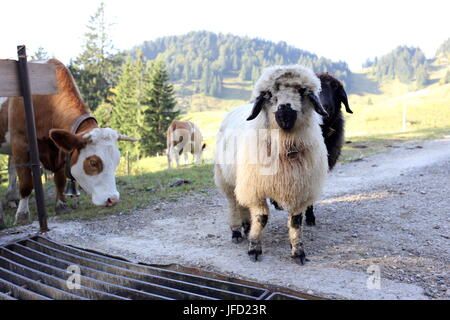 Diversi animali in montagna Foto Stock