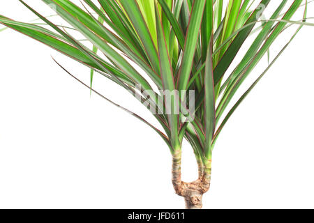 Dracena marginata impianto su bianco Foto Stock