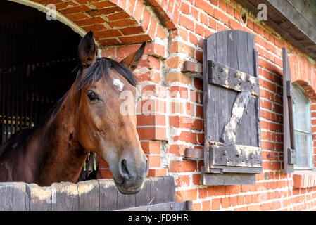 Stallone in Masuria Foto Stock