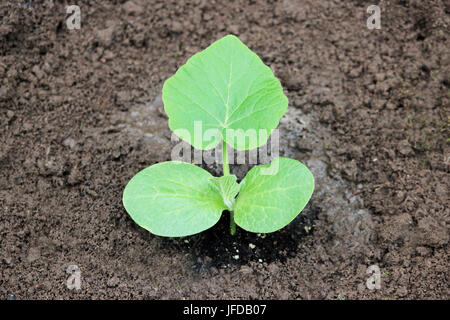 Un germoglio di giovani piantine di zucca piantato nel terreno aperto in estate Foto Stock