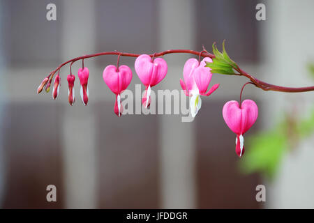 Fiori di Primavera serie, Spurgo cuore fiore, Dicentra spectabilis Foto Stock