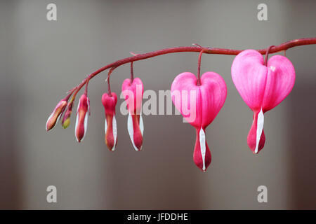 Fiori di Primavera serie, Spurgo cuore fiore, Dicentra spectabilis Foto Stock