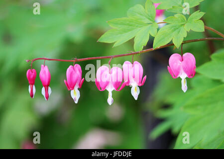 Fiori di Primavera serie, Spurgo cuore fiore, Dicentra spectabilis Foto Stock