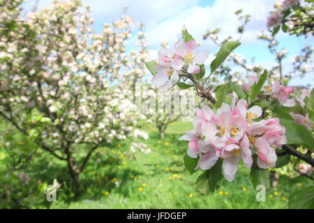 I meli in fiore un frutteto inglese in primavera (maggio), Regno Unito Foto Stock