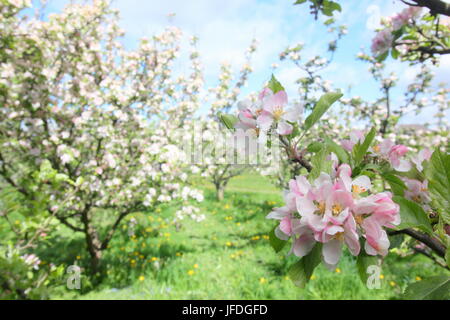 Alberi di mele di diverse varietà in fiore in un inglese tradizionale con frutteto a molla (maggio), Regno Unito Foto Stock