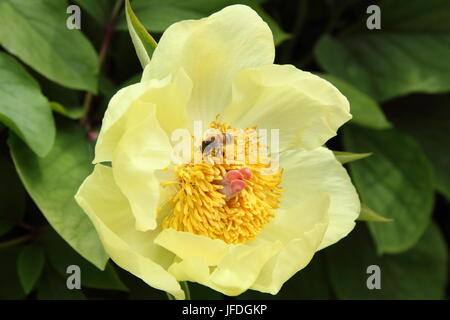 Paeonia Mlokosewitchii o 'Mollie la Strega' peonia in fiore in primavera, REGNO UNITO Foto Stock