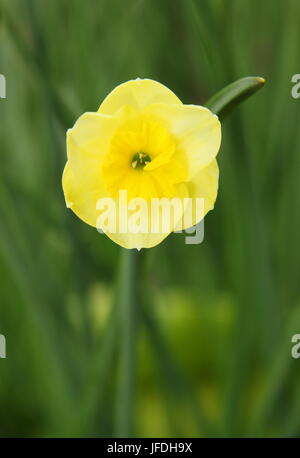 Narcissus jonquillla 'Sun disco", una fragrante dwarf daffodil, fioritura nel bordo ombreggiato di un giardino inglese in aprile, REGNO UNITO Foto Stock