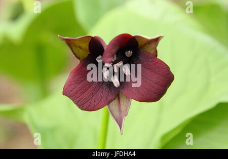 Trillium Erectum o rosso Trillium, in fiore in un inglese woodland garden in tarda primavera, REGNO UNITO Foto Stock