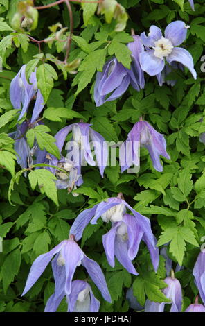 La clematide alpina "Francesca Rivis', una molla fioritura scalatore, in piena fioritura in un giardino inglese - a fine aprile, REGNO UNITO Foto Stock
