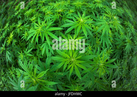 Coltivazione di cannabis nel campo. Foto Stock