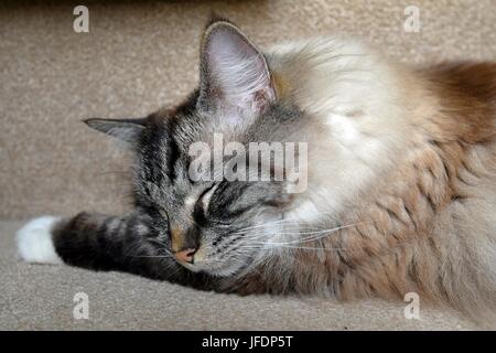 Sleeping Ragdoll seal tabby point Lynx. Foto Stock